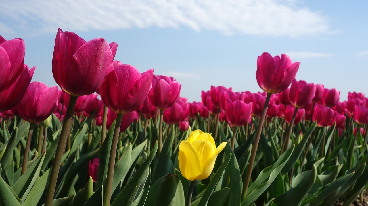 tulips  bulbs  tulip free photo