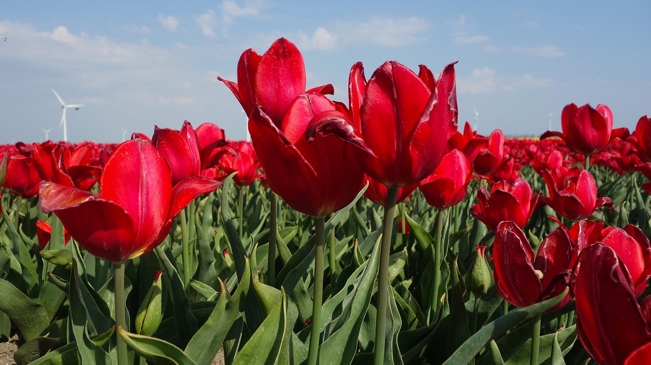 tulips  bulbs  tulip free photo