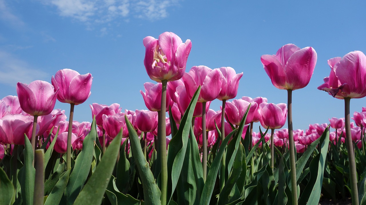 tulips  bulbs  tulip free photo