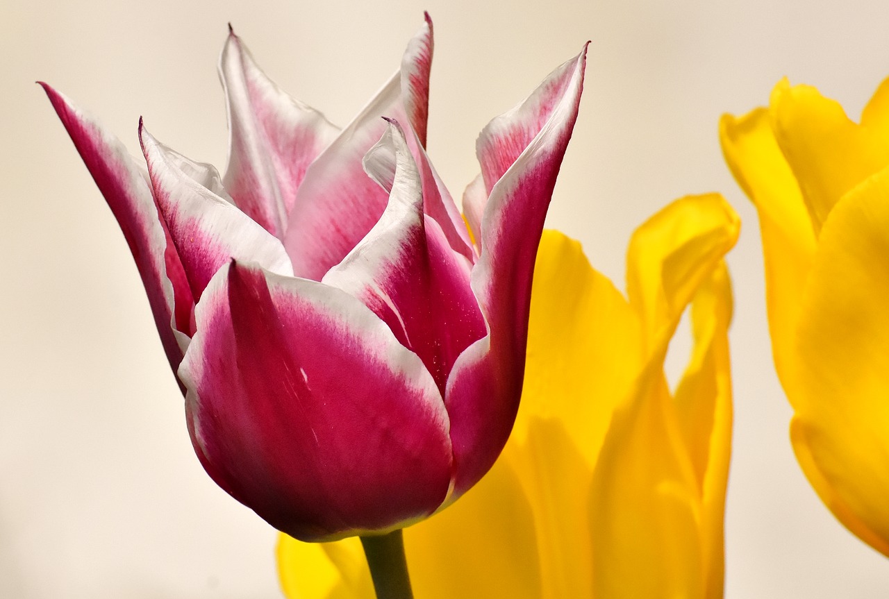 tulips  flowers  colorful free photo