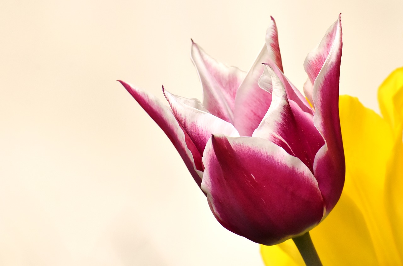 tulips  flowers  colorful free photo