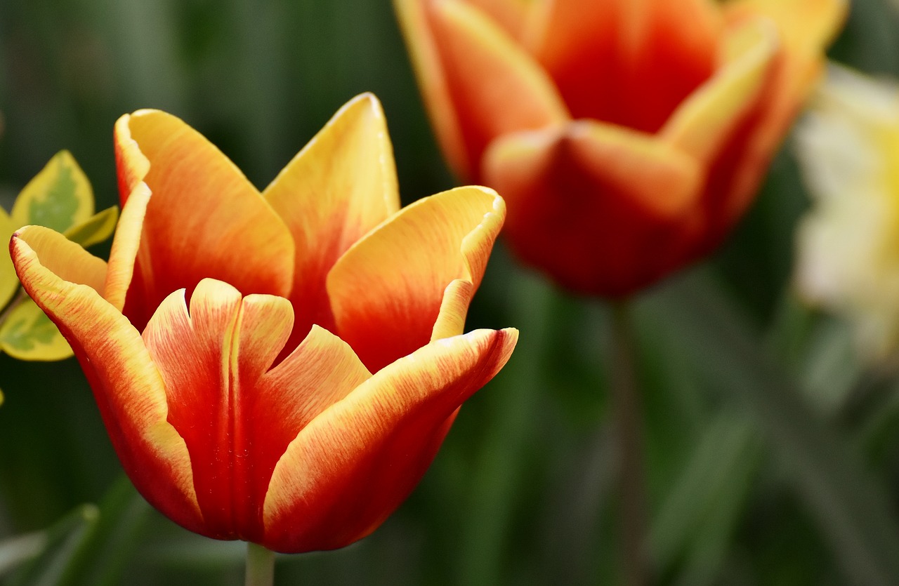 tulips  flowers  colorful free photo