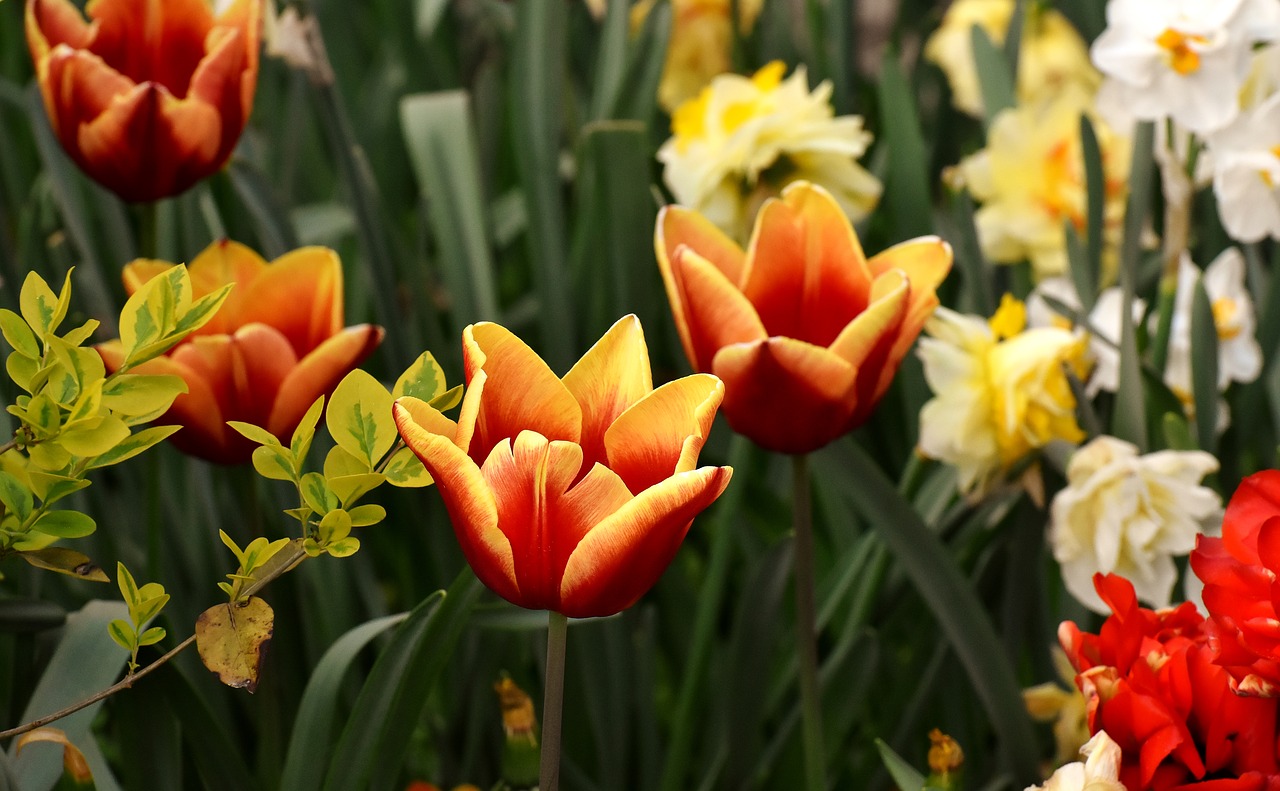 tulips  flowers  colorful free photo