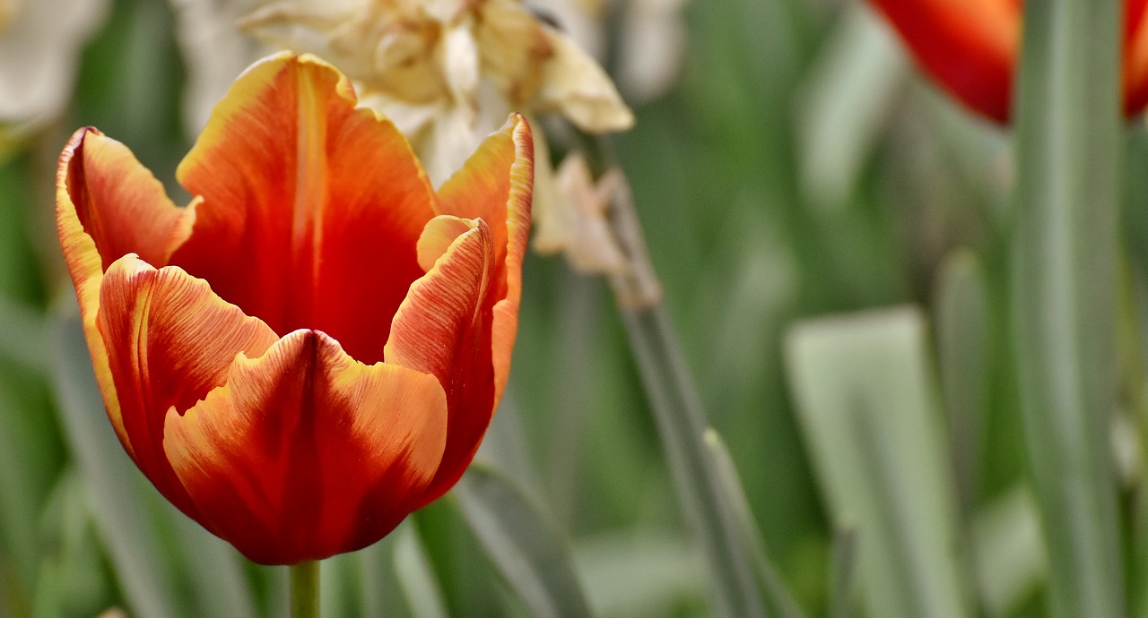 tulips  flowers  colorful free photo