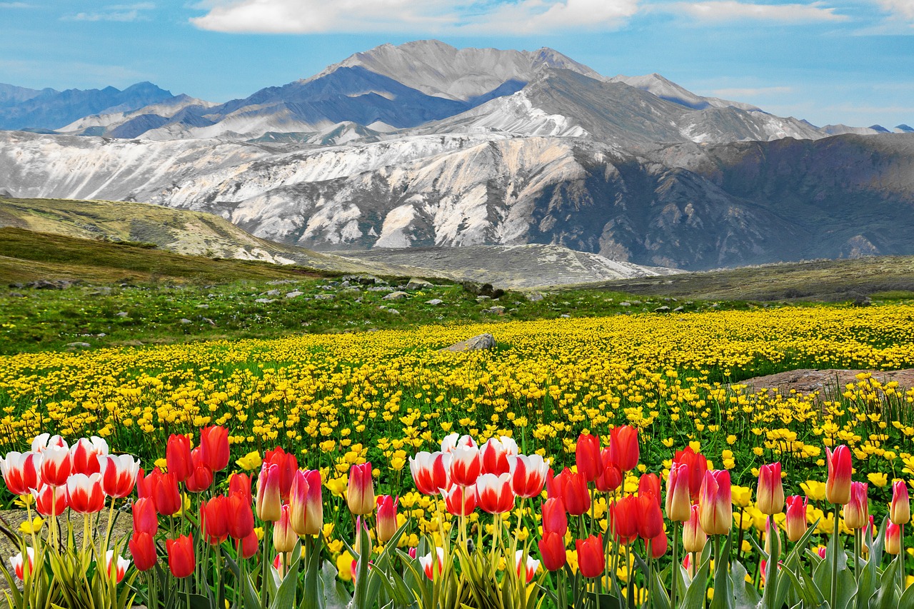 tulips  field of rapeseeds  mountains free photo