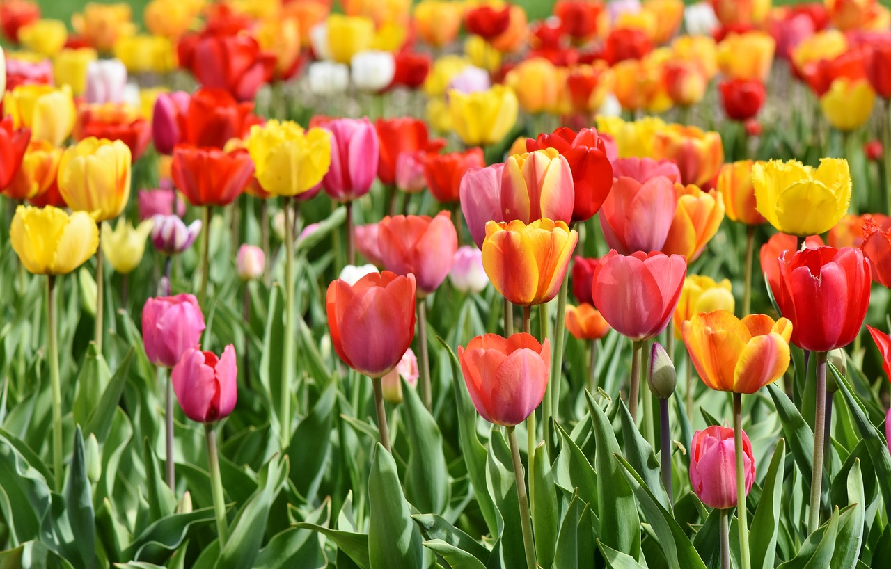 tulips  tulip field  tulpenbluete free photo