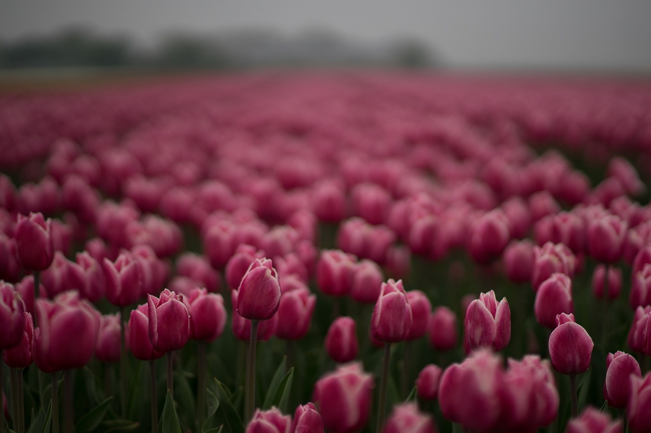 tulips  field  color free photo