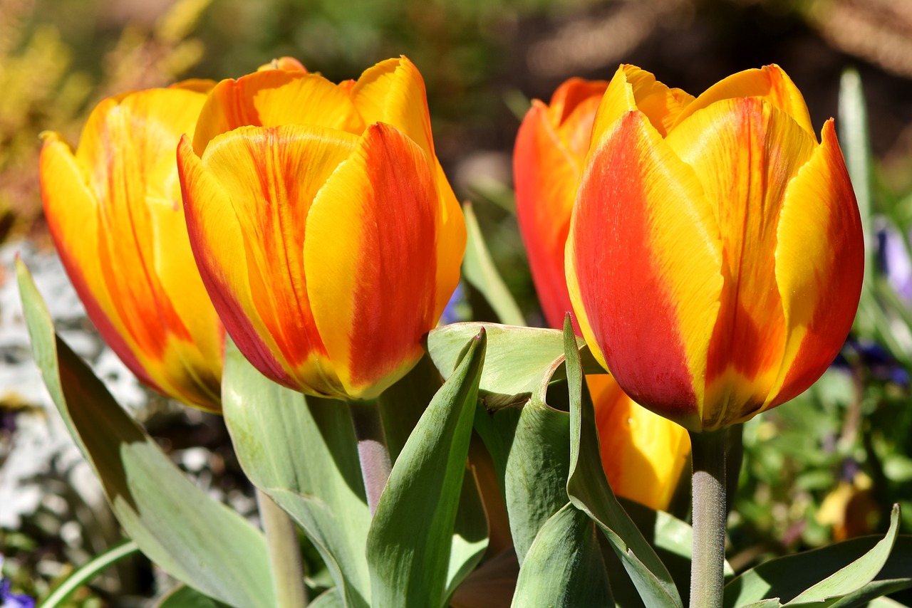 tulips  colorful tulips  schnittblume free photo