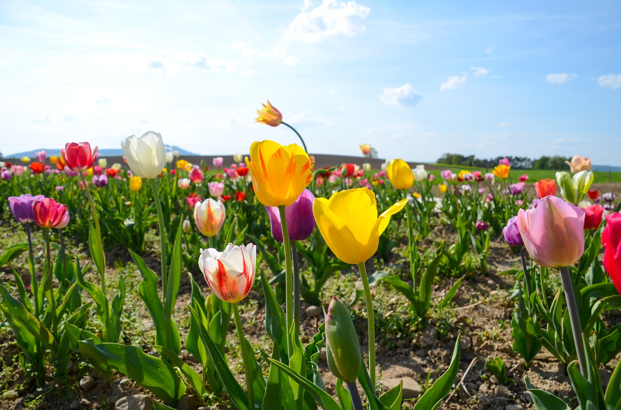 tulips  tulip field  tulpenbluete free photo