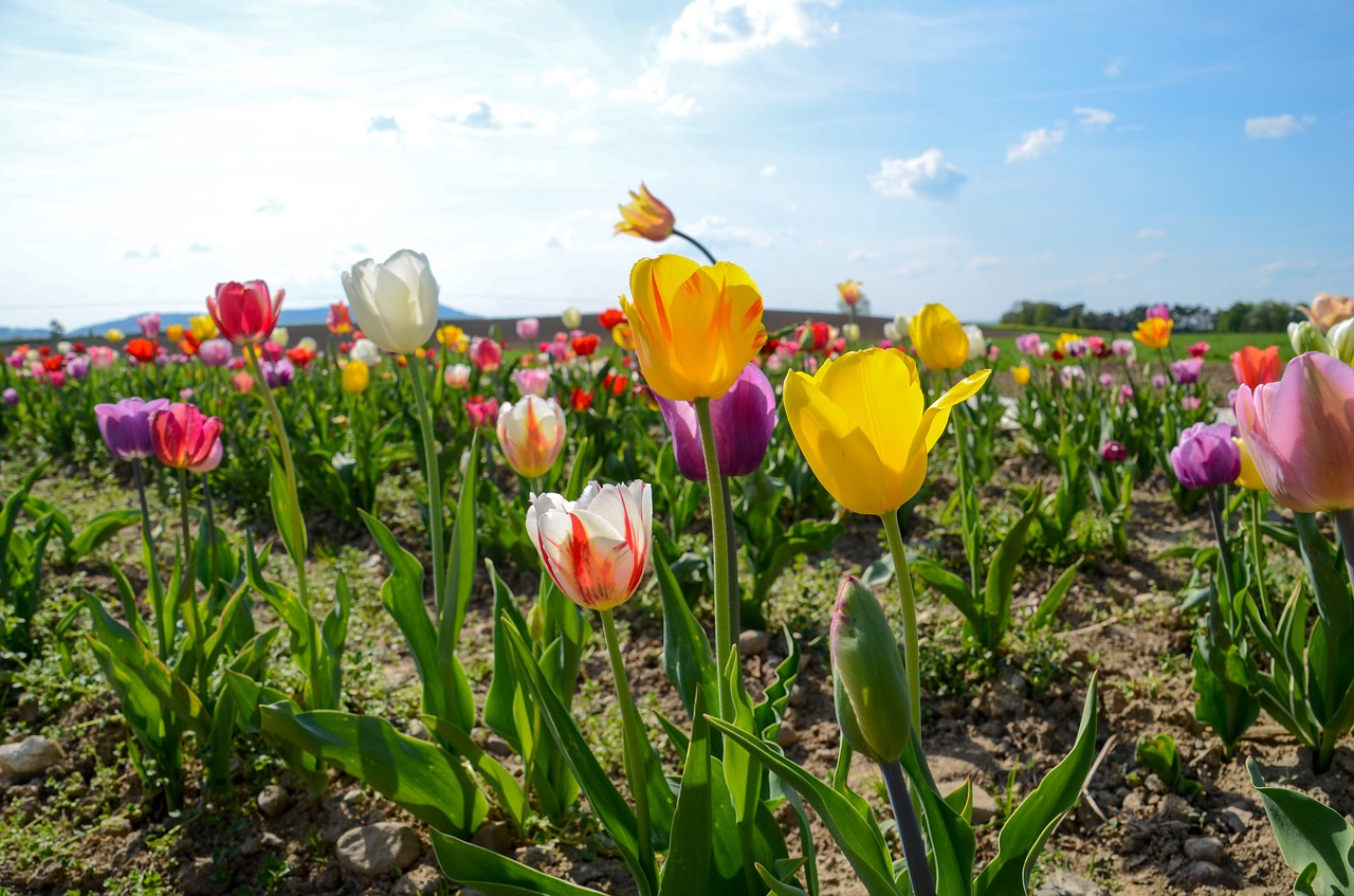 tulips  tulip field  tulpenbluete free photo