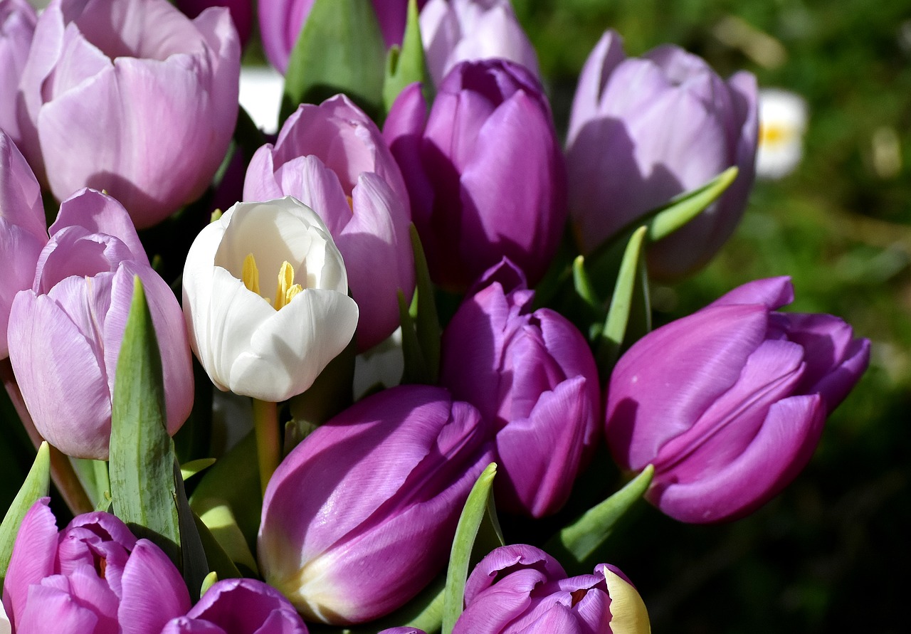 tulips  purple  spring free photo