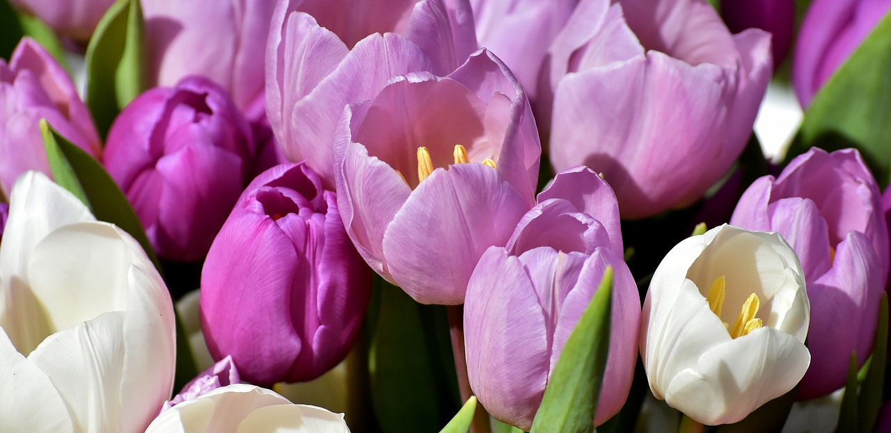 tulips  purple  spring free photo