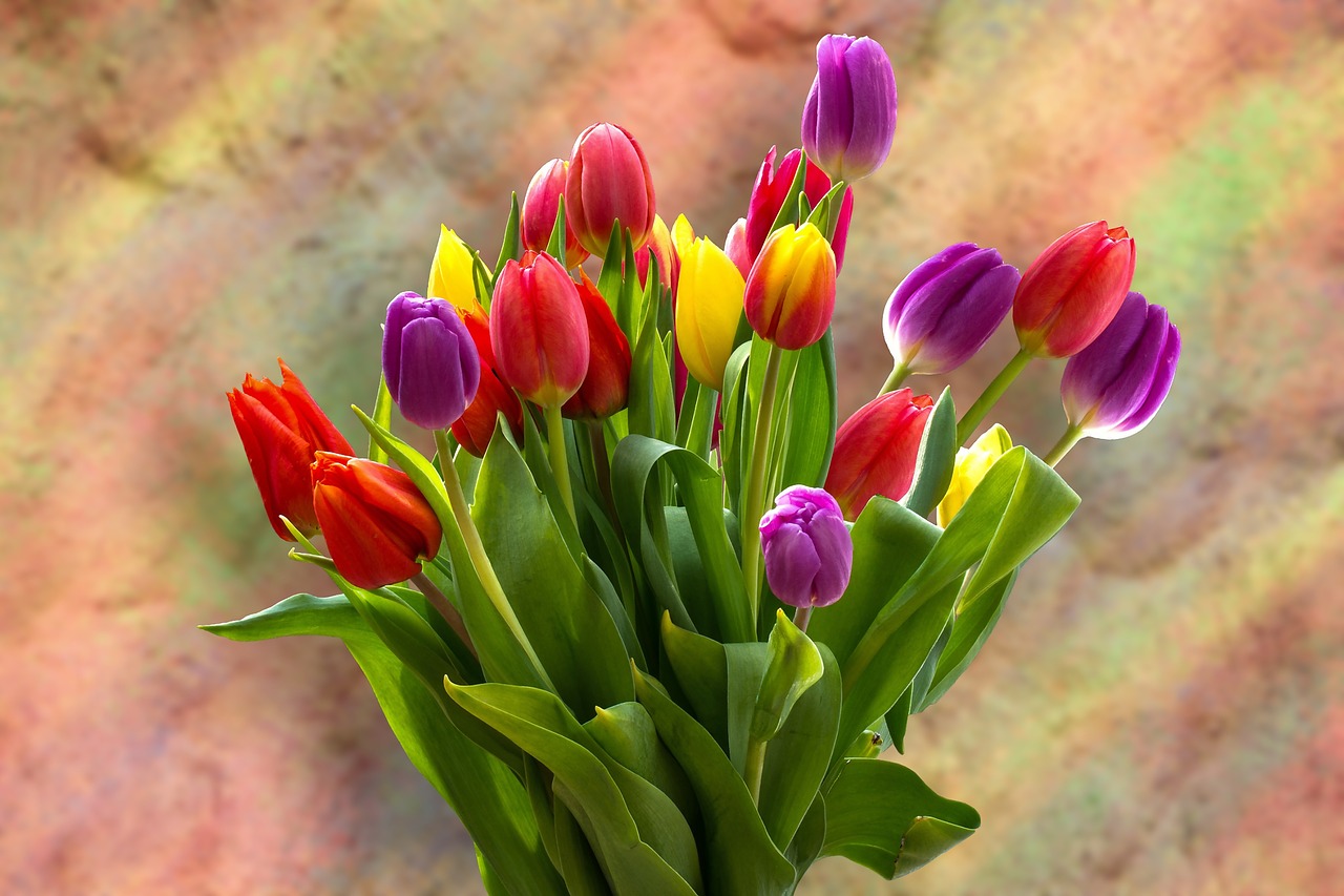 tulips  tulip bouquet  bouquet free photo