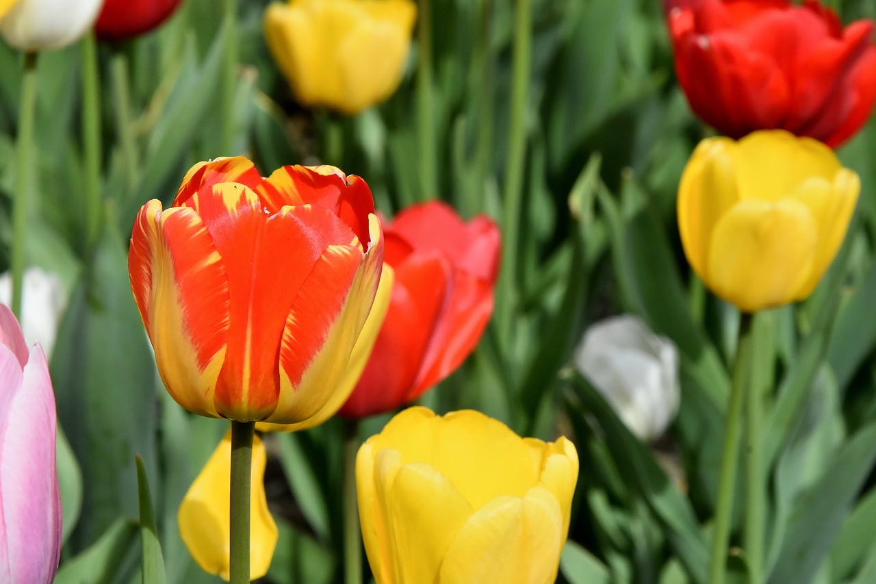 tulips  flowers  colorful free photo