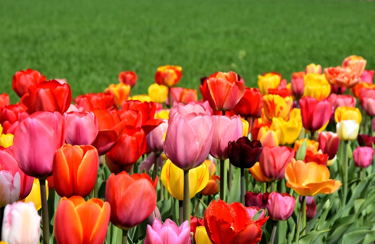 tulips  flowers  colorful free photo