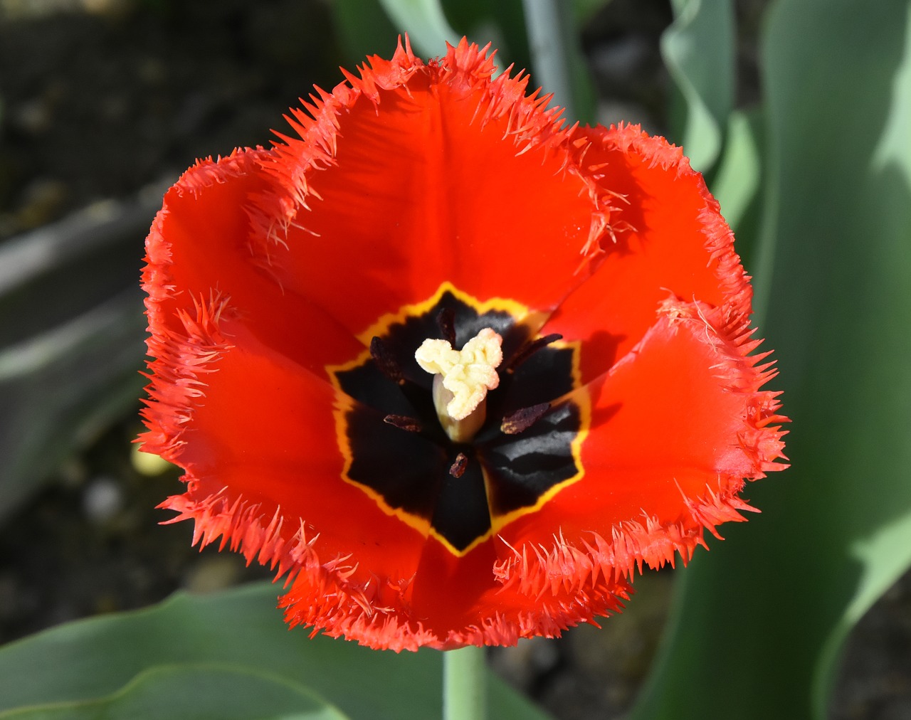 tulips  flowers  colorful free photo