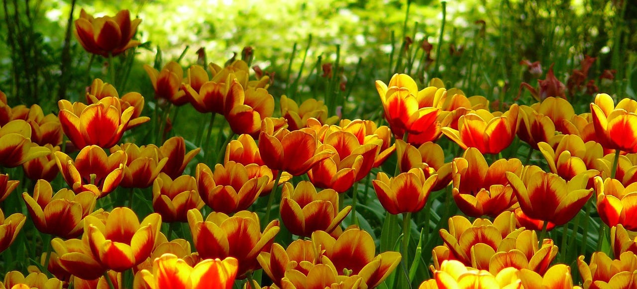 tulips tulip fields spring free photo