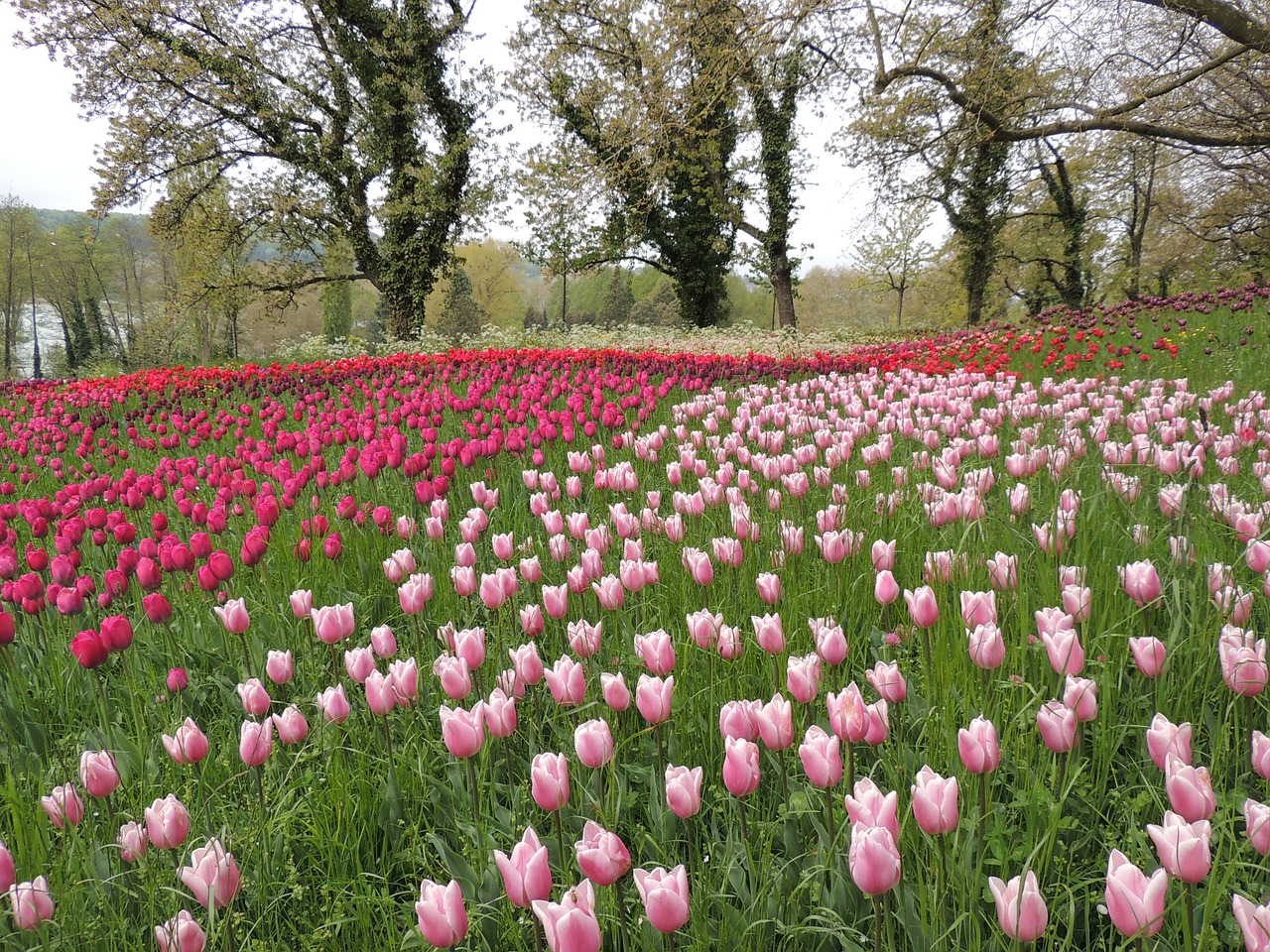 tulips field violet free photo