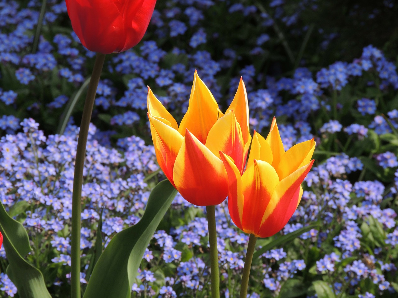 tulips macro bright red free photo