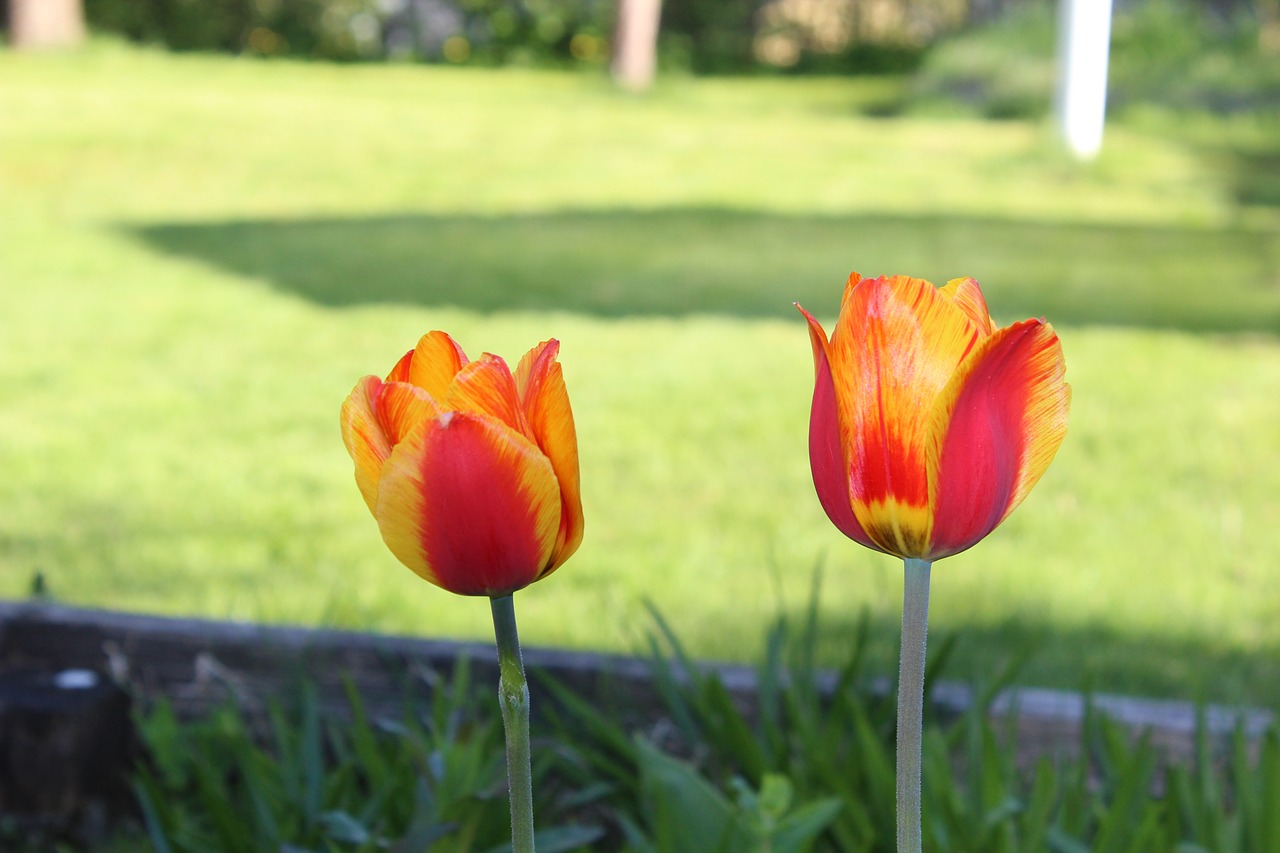 tulips  flowers  natural free photo