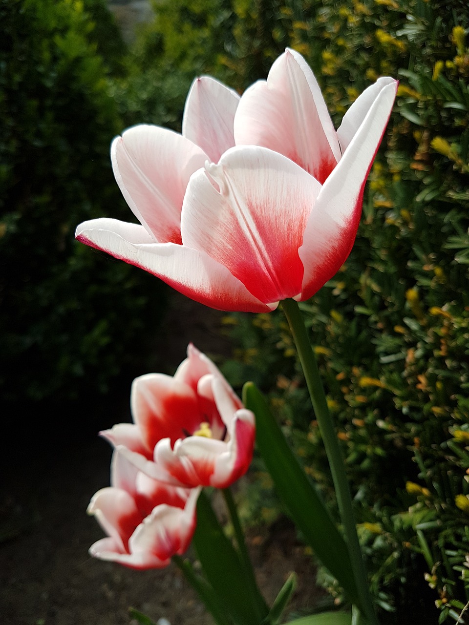 tulips  flowers  nature free photo