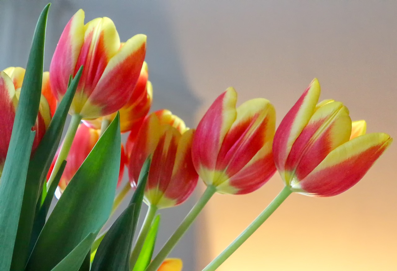 tulips  cut flowers  flowers free photo