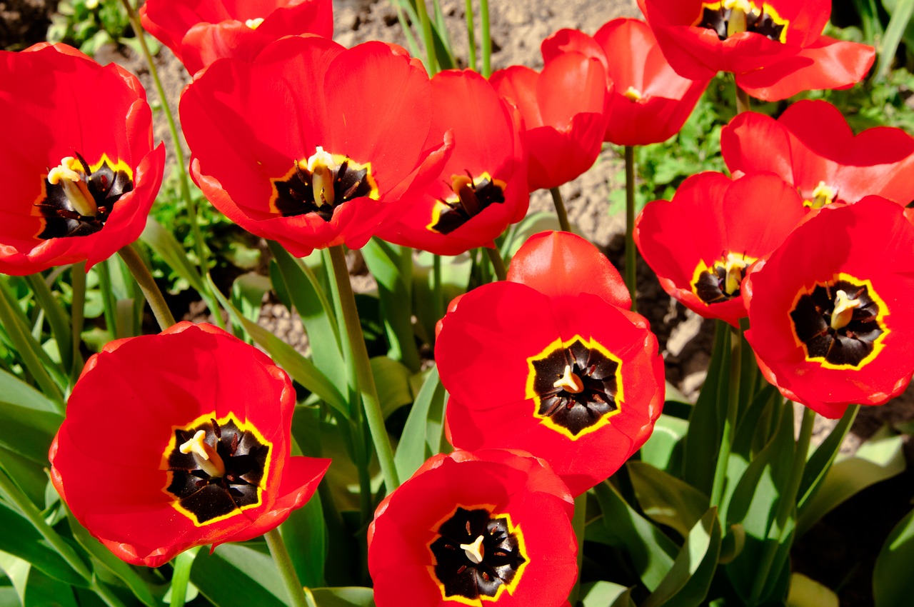 tulips  tulip  flowers free photo