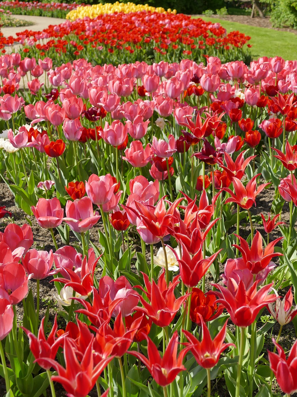 tulips  spring  red free photo