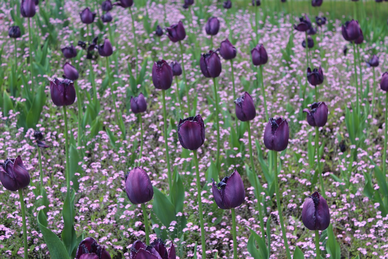 tulips  flower bed  flowers free photo
