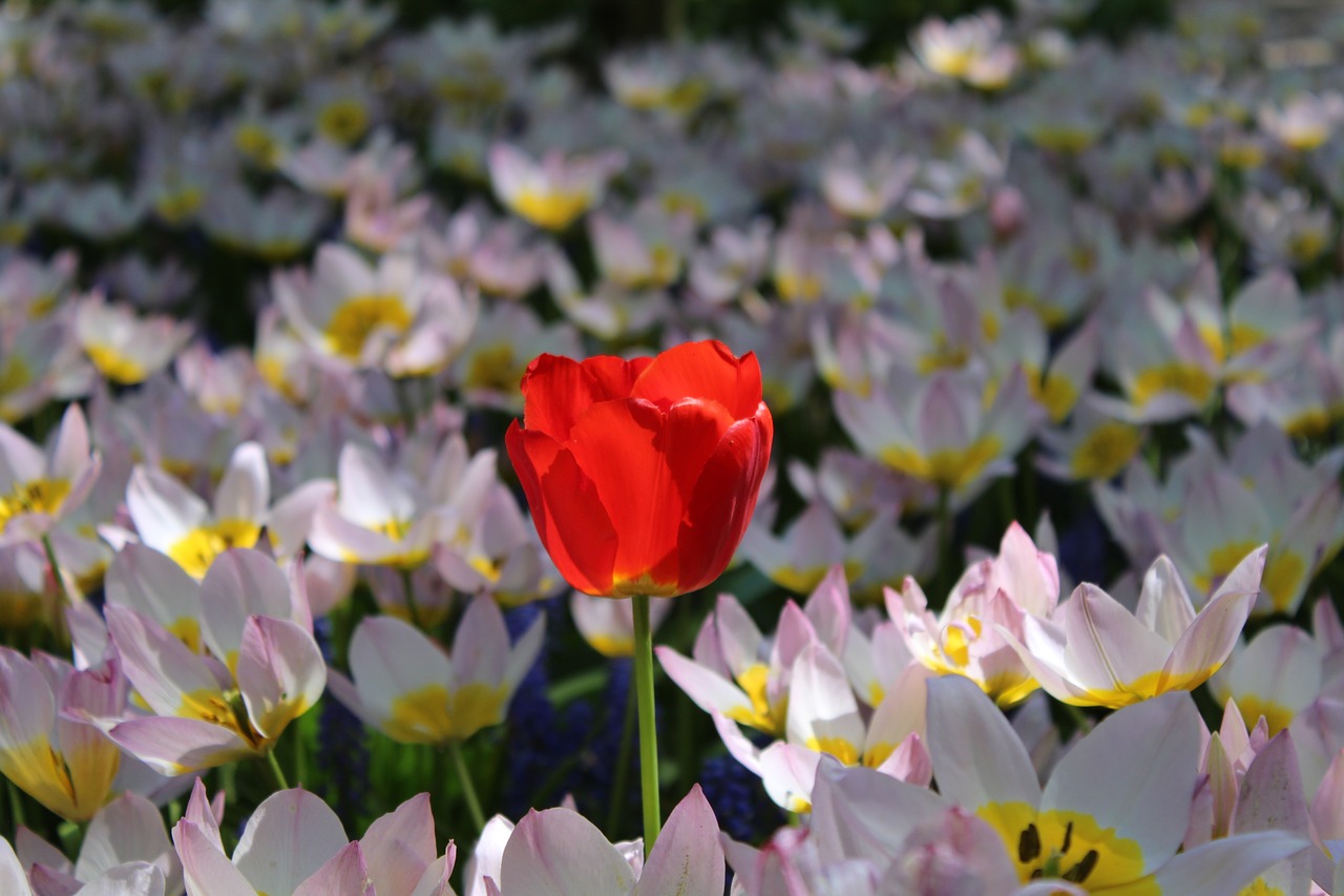 tulips  netherlands  garden free photo
