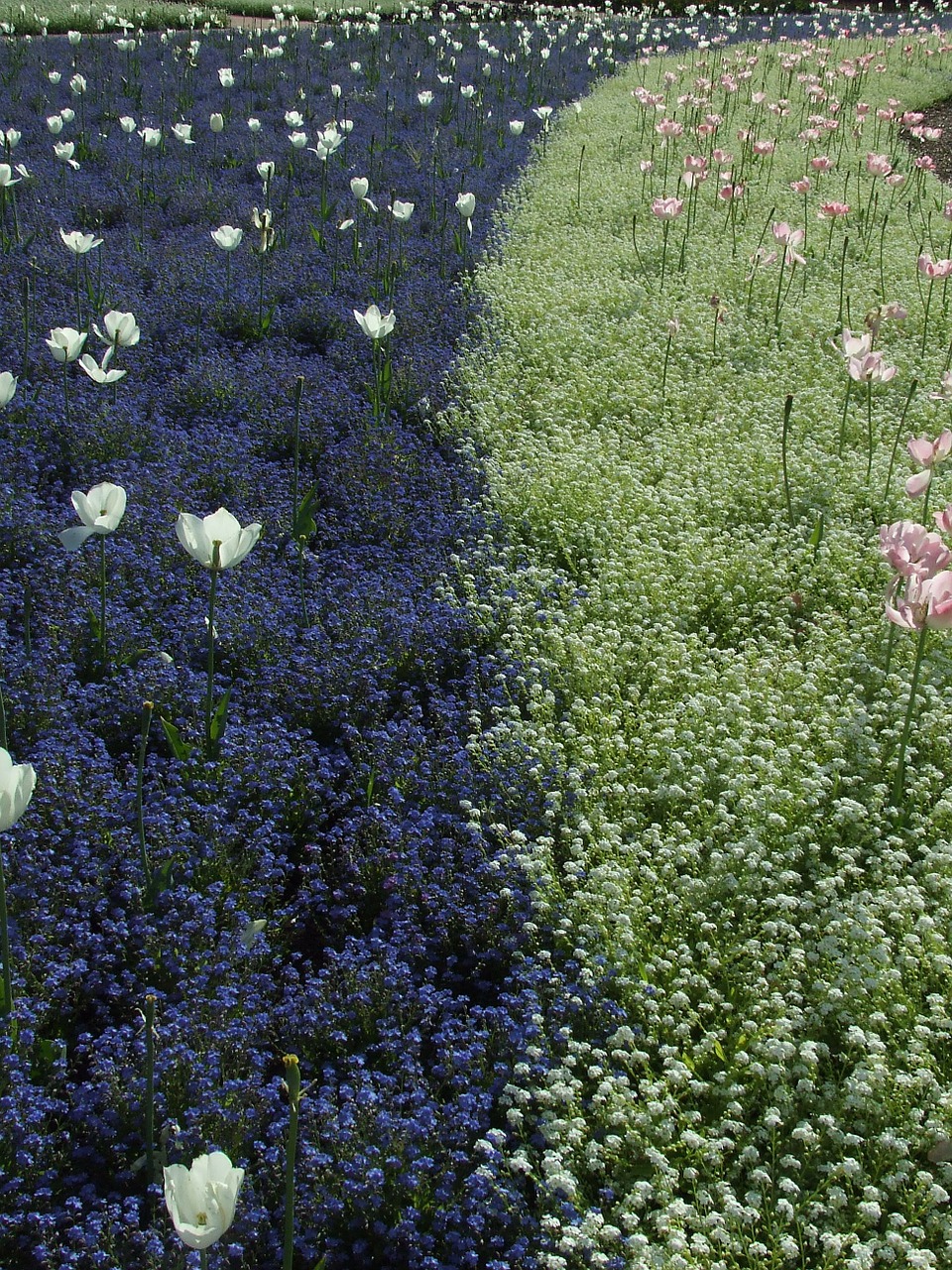 tulips flowers flower fields free photo