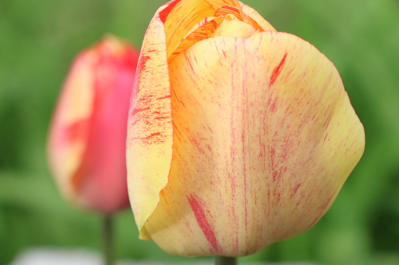 tulips  tulip  flowers free photo