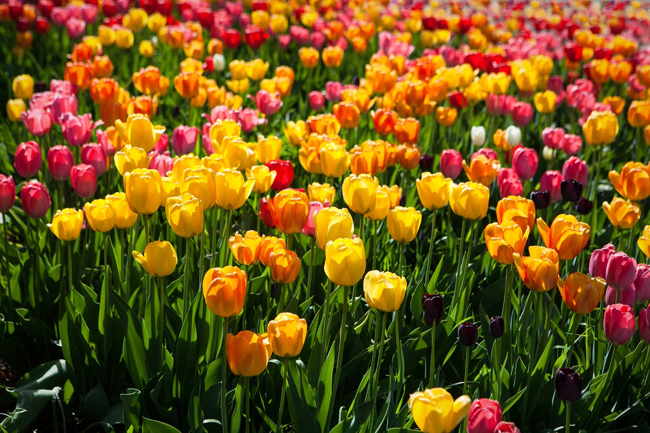 tulips  colorful  flower free photo