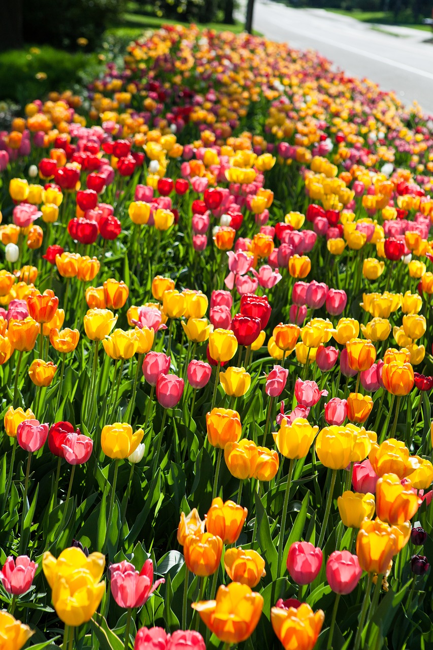 tulips  color  colorful free photo