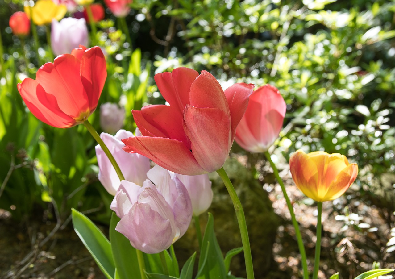 tulips  flowers  spring free photo