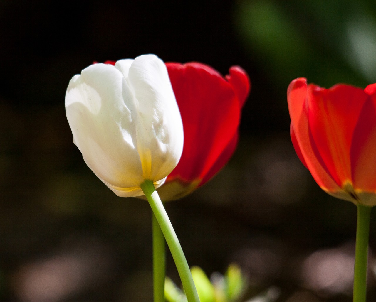 tulips  plant  blossom free photo