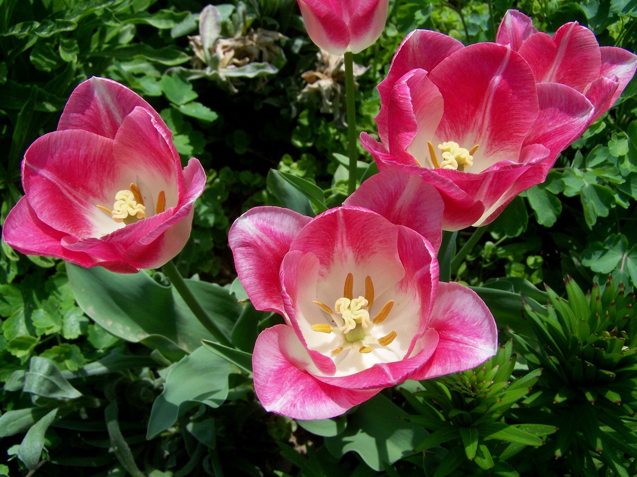 tulips  pink-and-white-flowered free pictures free photo