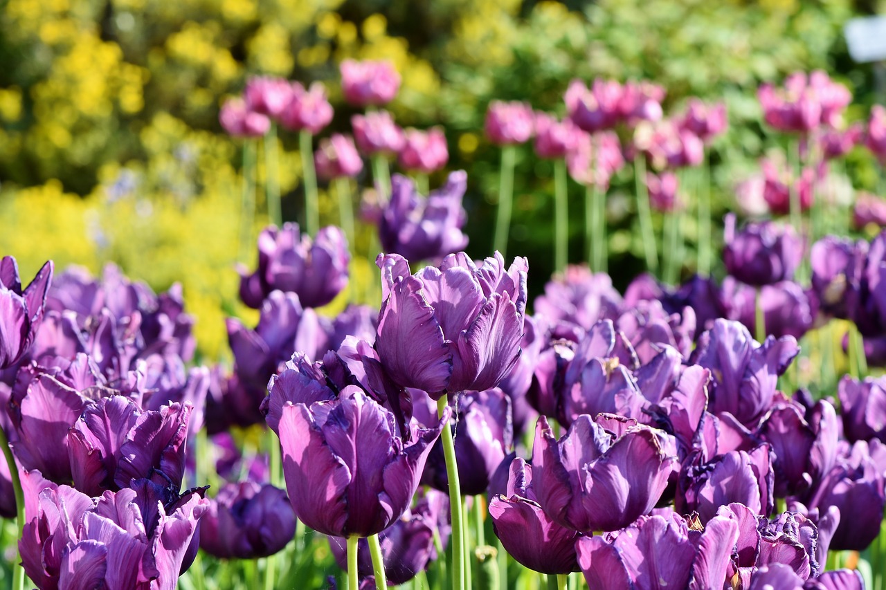 tulips  tulip field  tulpenbluete free photo