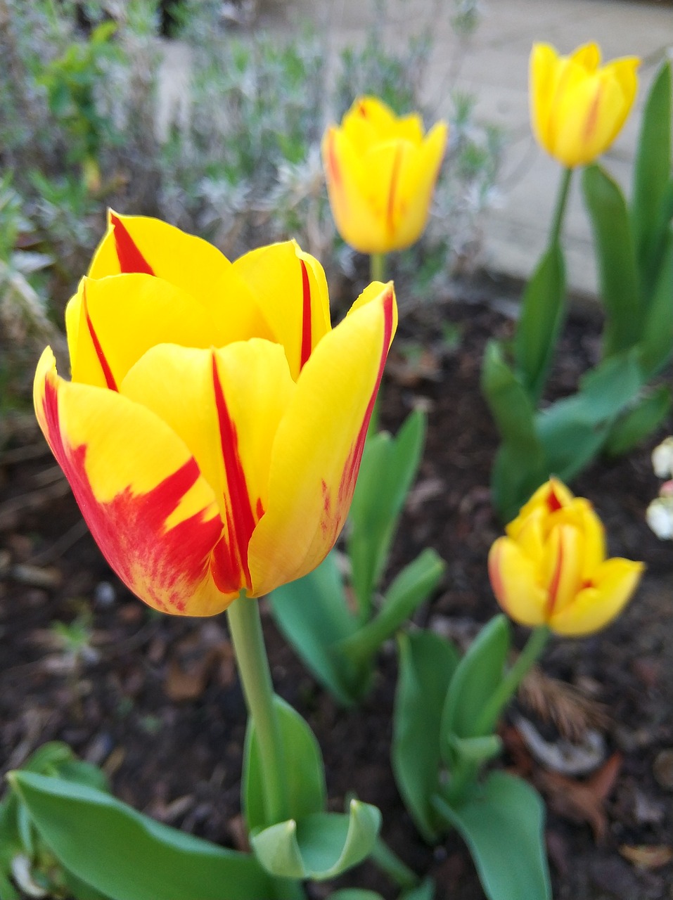 tulips  yellow free pictures free photo