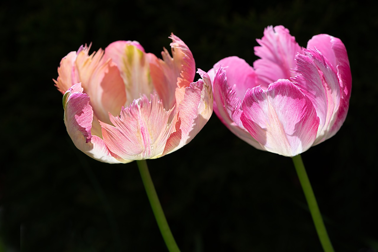 tulips  two tulips  two free photo