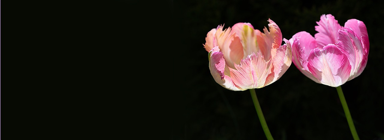 tulips  two  two tulips free photo