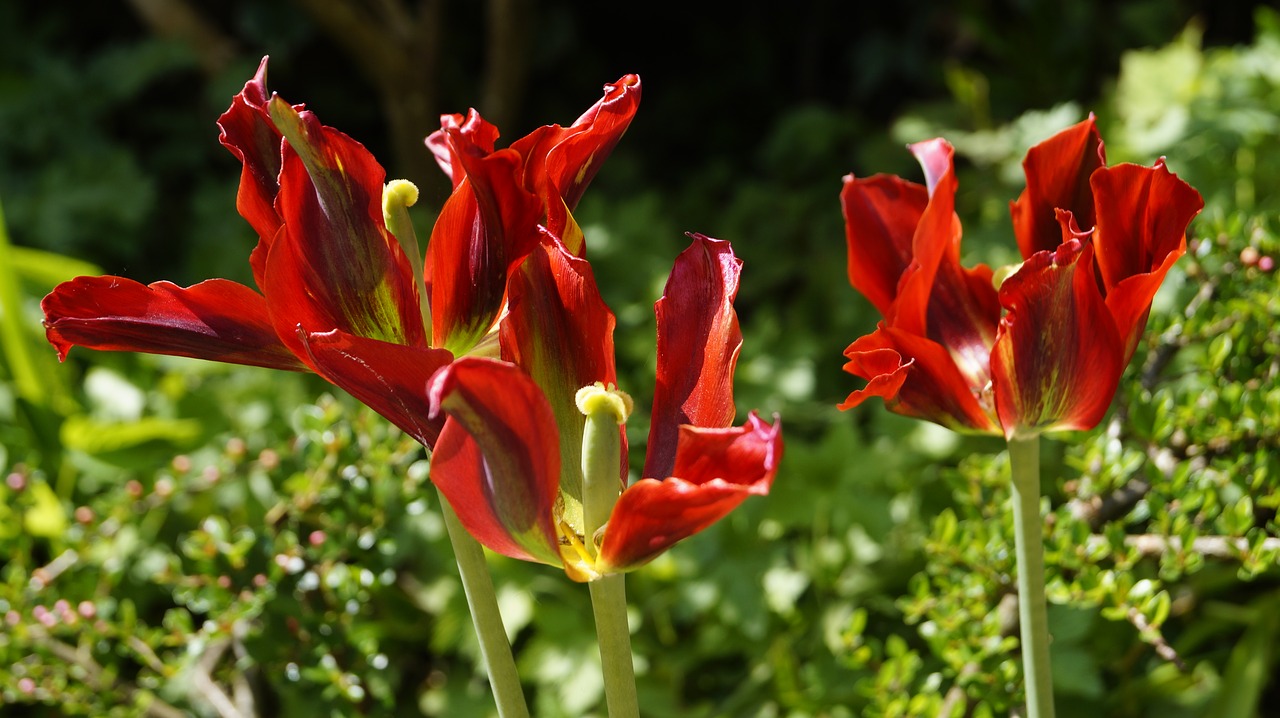 tulips  blossom  bloom free photo