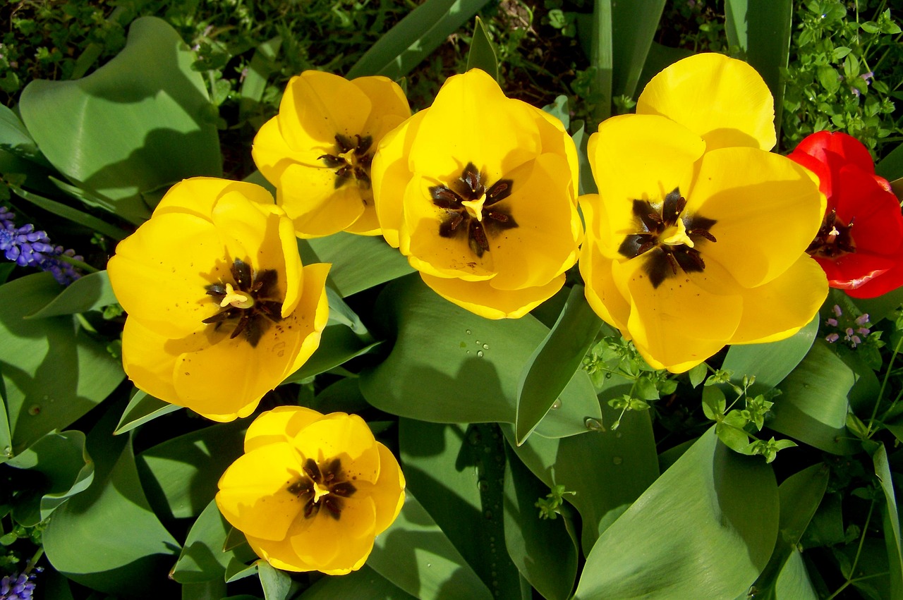 tulips  yellow flowers  spring flower free photo