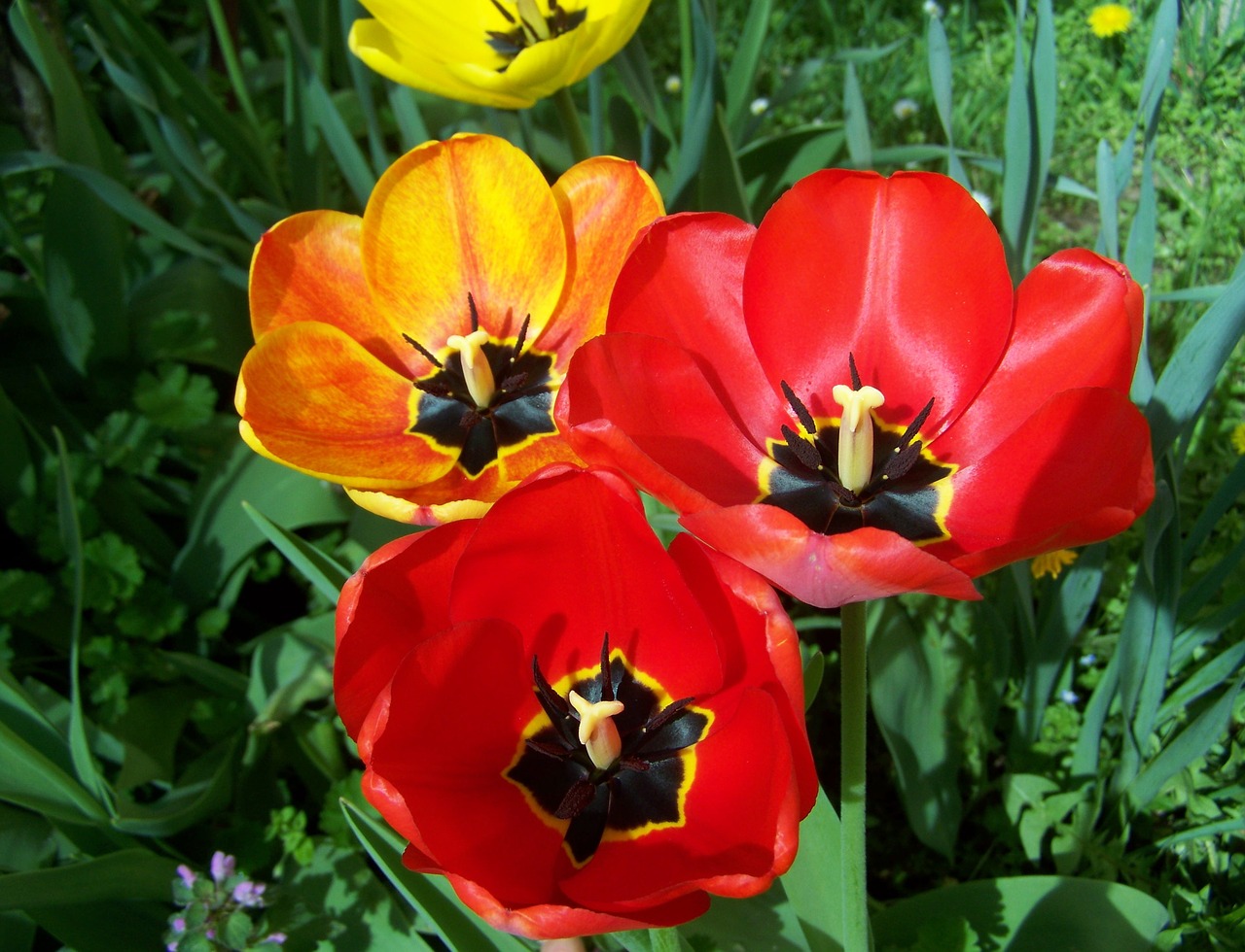 tulips  red flower  spring flowers free photo