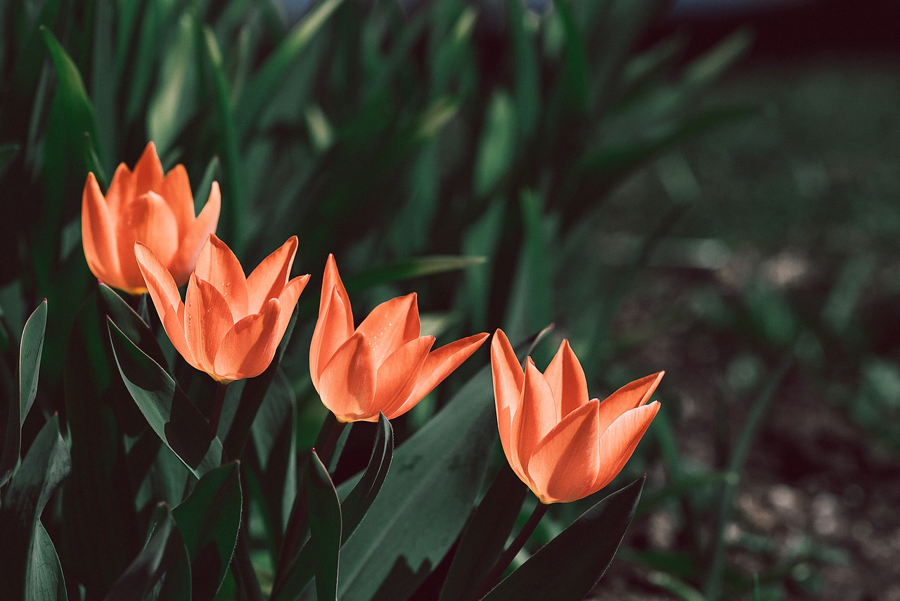tulips  orange  orange tulips free photo