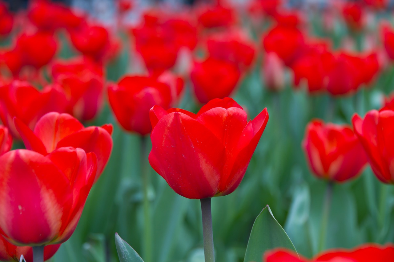 tulips flowers spring free photo