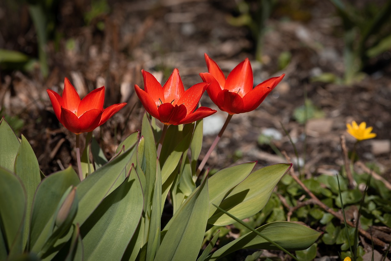 tulips  red  red tulips free photo