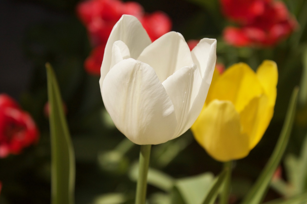 tulips  flowers  white free photo