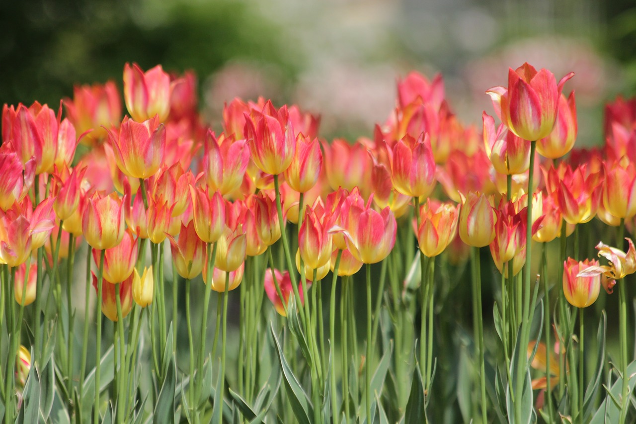 tulips  flowers  spring free photo