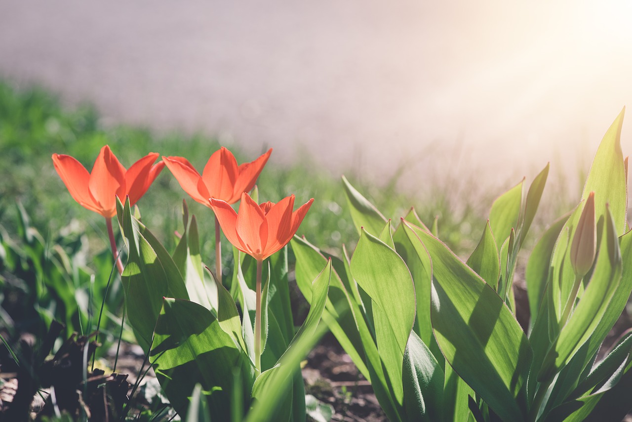 tulips  red  red tulips free photo